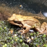 frog-cropped-img_4796