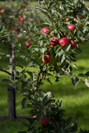 orchard-red-apples_mg_0520