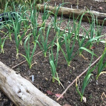 Garlic looking strong in April 2020