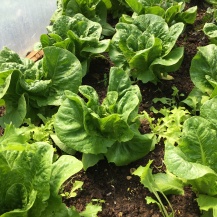 Lettuce 'Winter Density' with 'Salad Bowl' starting to come through for succession