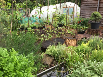 Trough pond and polytunnel June 2020